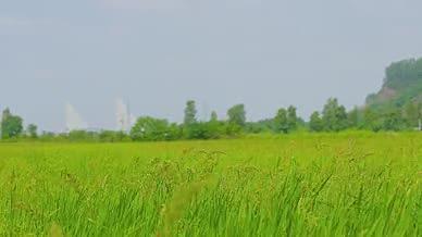 蓝天下茁壮成长的稻田视频的预览图
